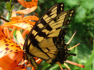 Tiger Lily and Butterfly