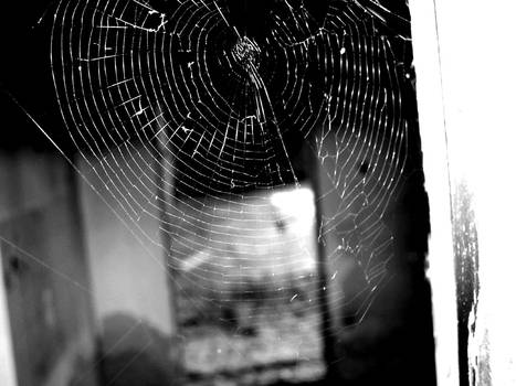 Spider's web