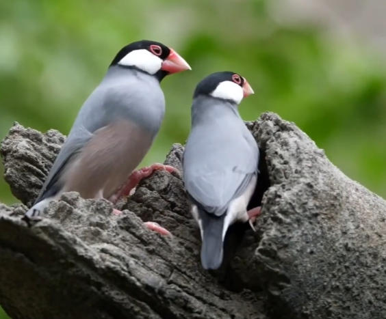 Java sparrow HK by wongWyy24 on DeviantArt