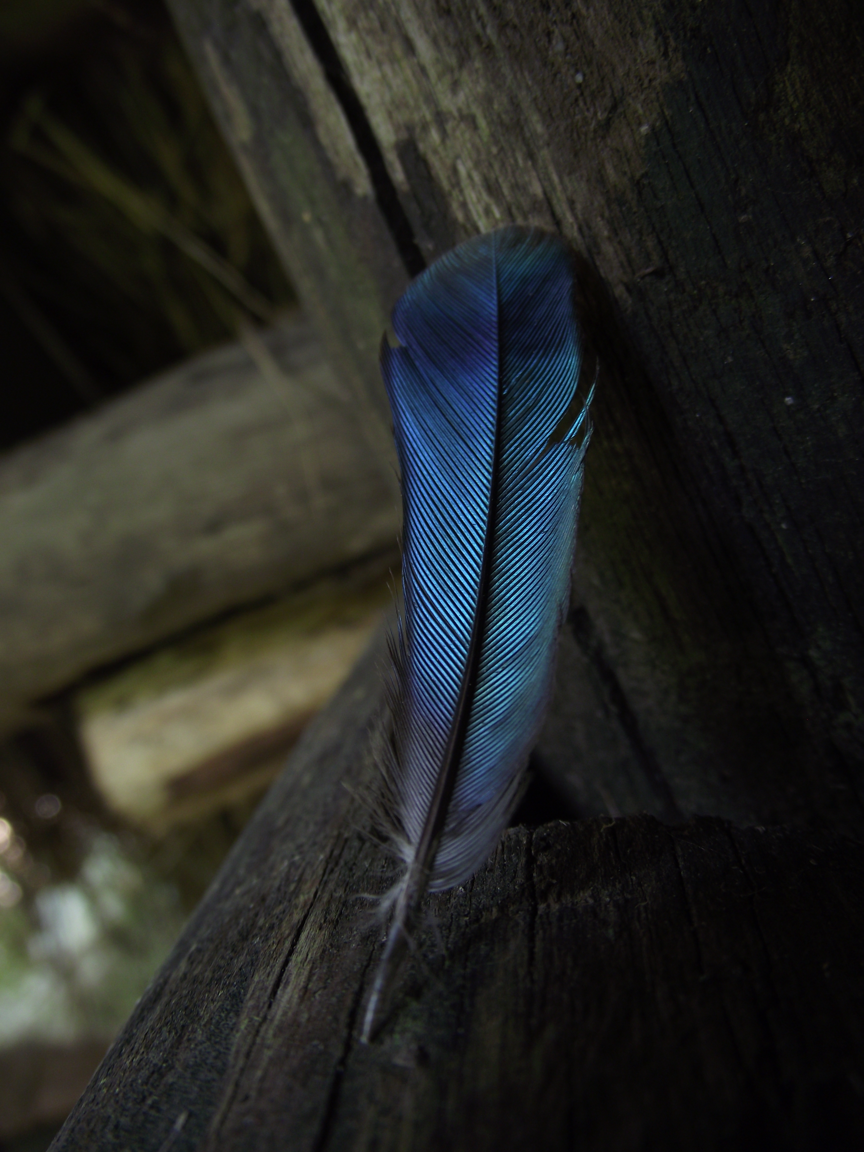 A blue feather