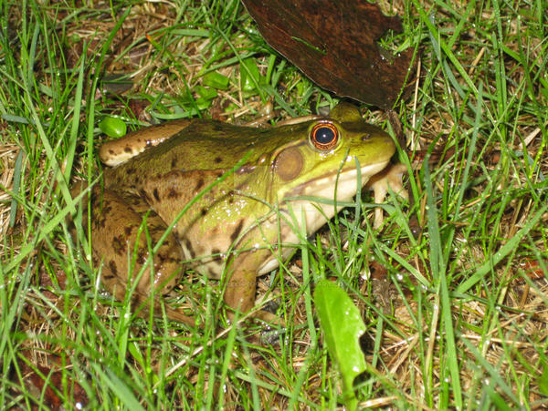 Ribbit 'Ribbit' by Cornelli4tography on DeviantArt