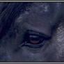 Percheron Eye