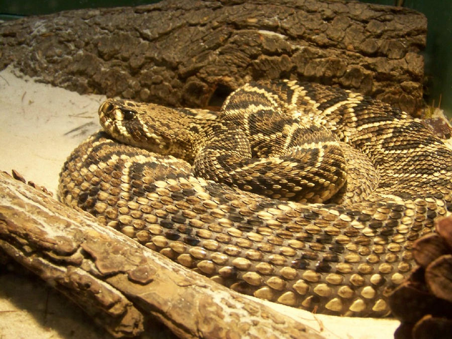Sevec Rattlers Rattler by WhiteFang224 on DeviantArt