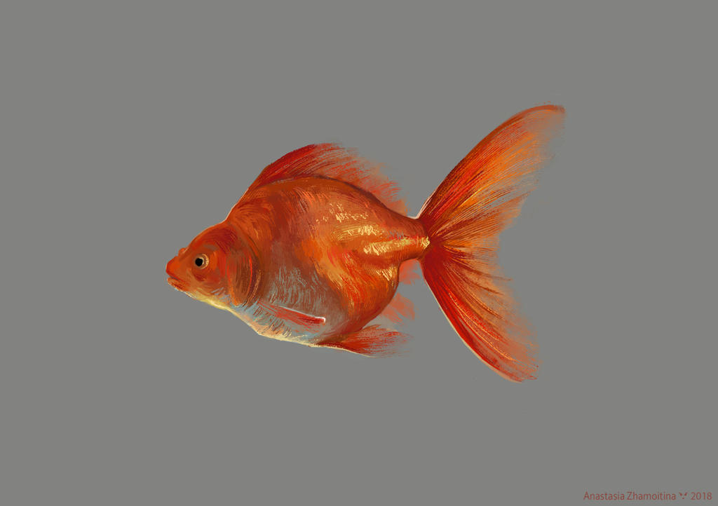 Deviantart 2007 Goldfish goldfish by AnastasiaZhamoitina on DeviantArt