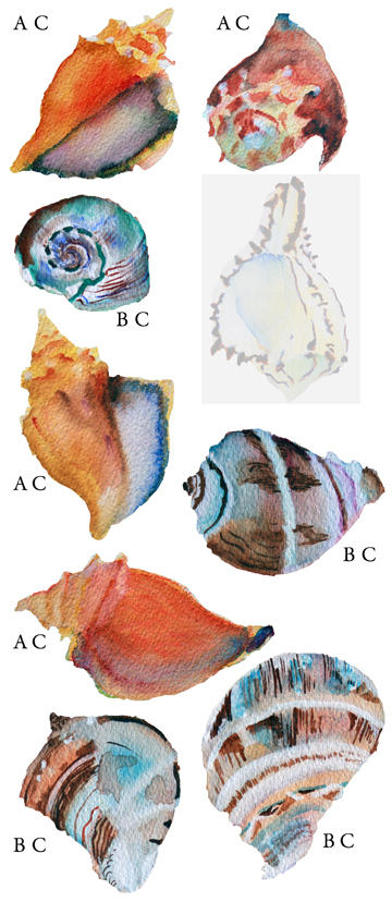 Shell Note Card Display by MooreArtByLucy on DeviantArt