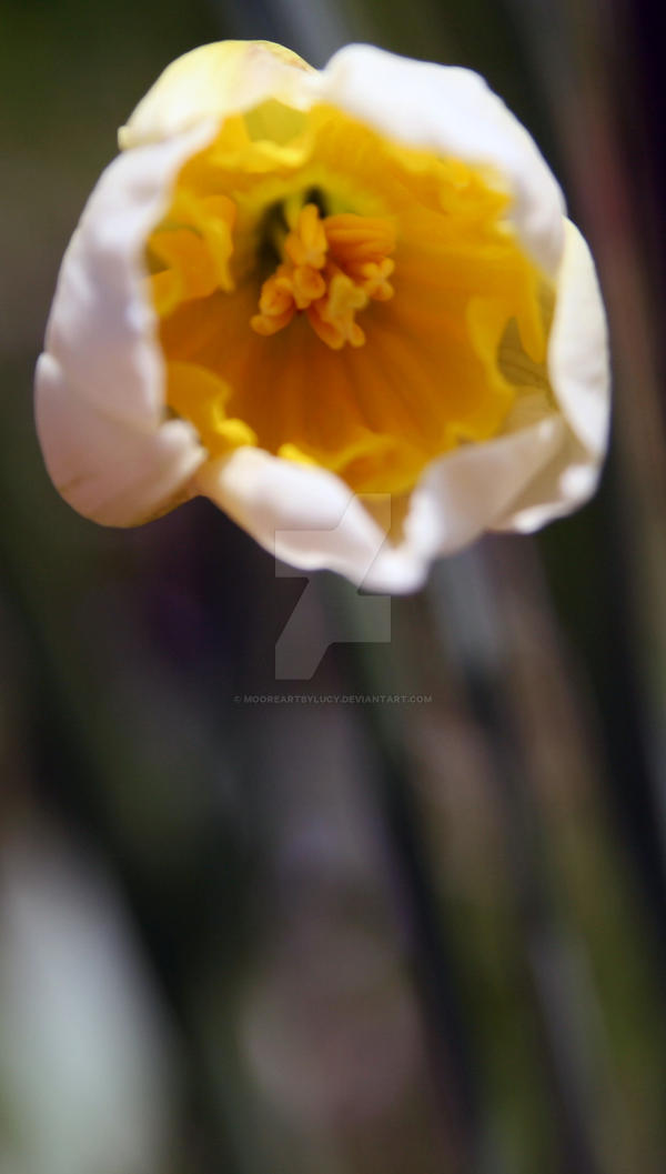 Daffodil 1