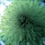 Look a Dandelion