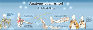 anatomy of an angel
