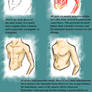 Muscle Study