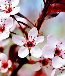 Sand Cherry Flowers 11