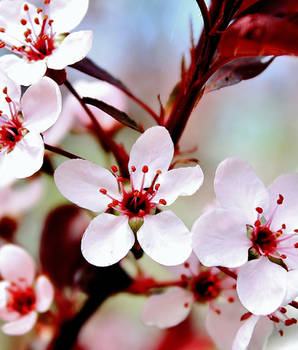 Sand Cherry Flowers 11