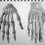 Human Anatomy - Hand