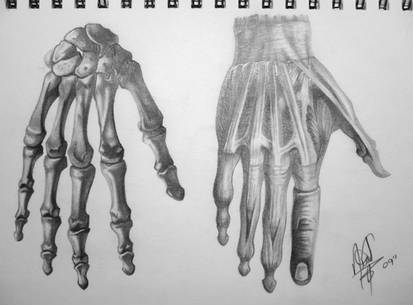 Human Anatomy - Hand