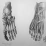 Human Anatomy - Foot