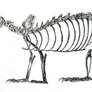 Ferret Skeleton