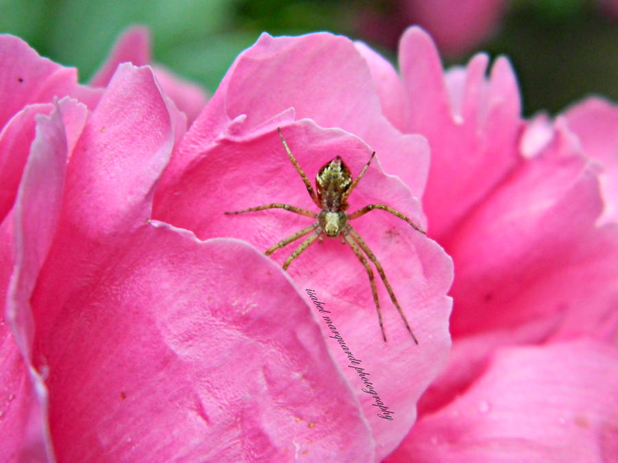 Pink Apider Spider in Pink by Dreamdancer92 on DeviantArt