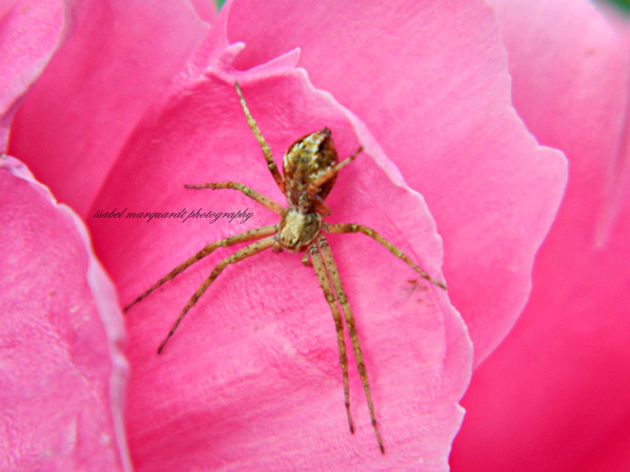 Pink Apider Spider in Pink2 by Dreamdancer92 on DeviantArt