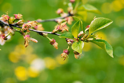 Tree Branch