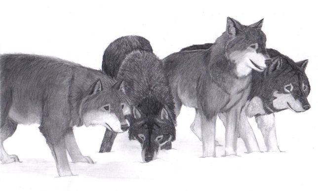 Wolf Pack by Sessko on DeviantArt