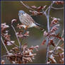 American kestrel