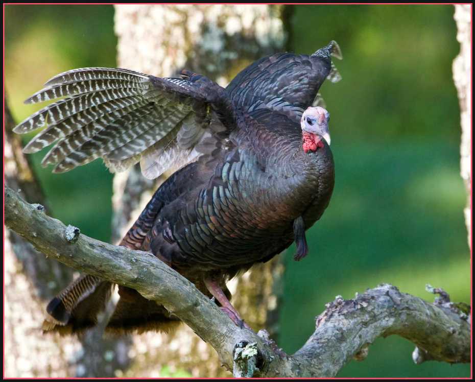 Wild Turkey II