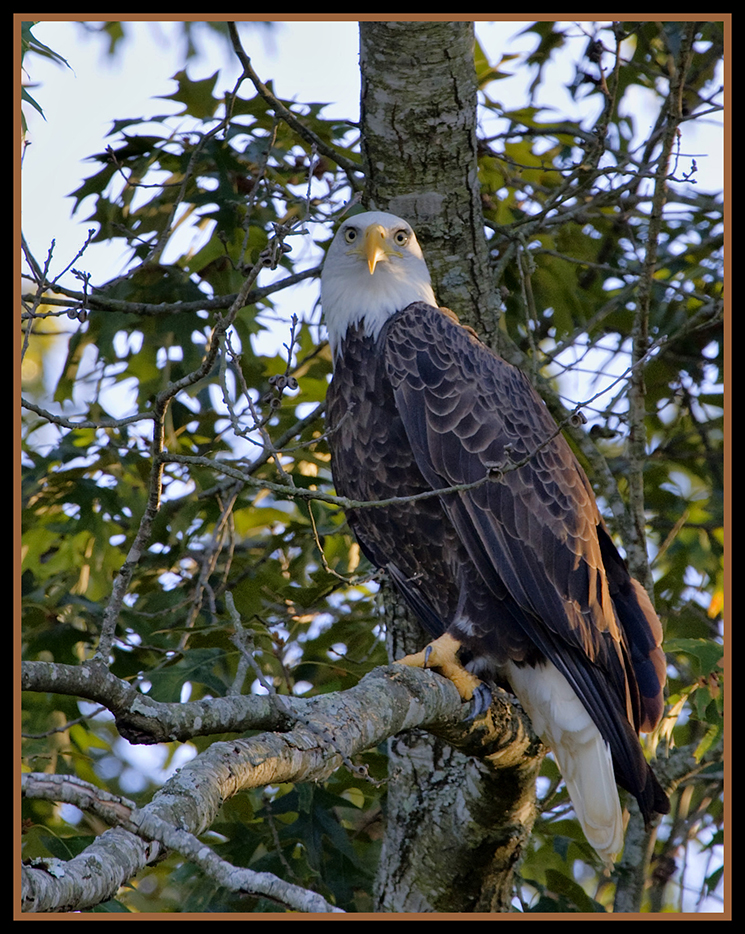 Perched Eagle