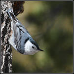 White Breasted Nuthatch by JAHarrell