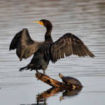 The Adoration of the Cormorant by JAHarrell