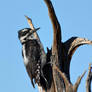 Pie Town Woodpecker