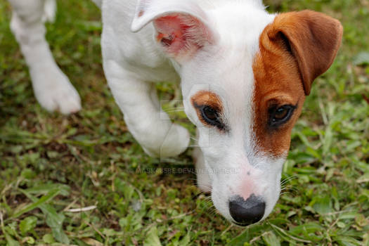 Viktor the Jack Russell