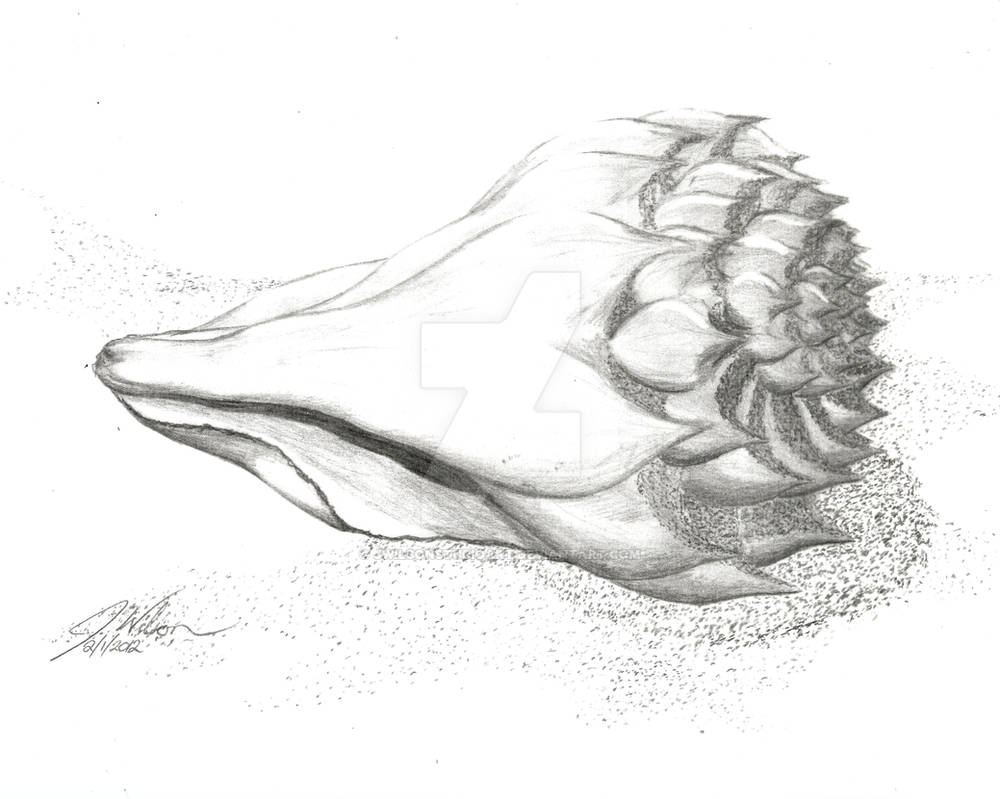 Conch Shell by jwilsonstudioart on DeviantArt