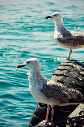 seagulls