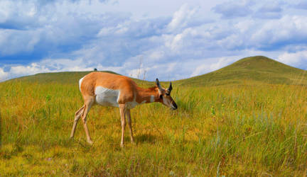 pronghorn antelope