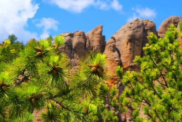 Pinecone Beauty