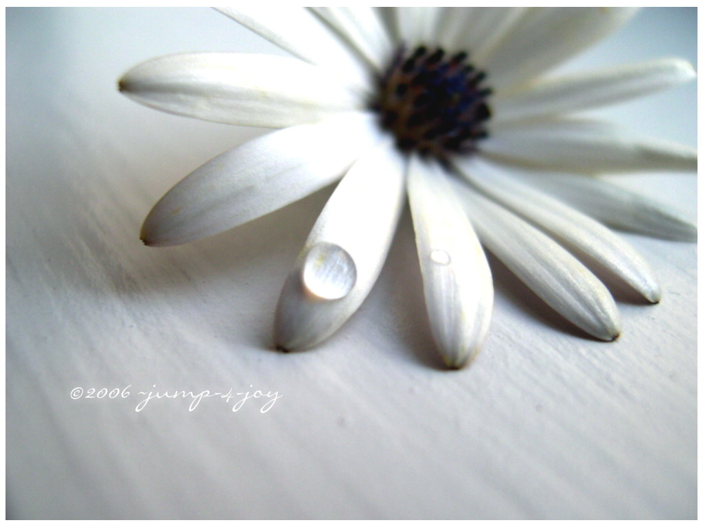 White Flower IV