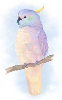 Cockatoo