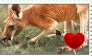 Kangaroo Stamp