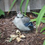 Baby Blue Jay