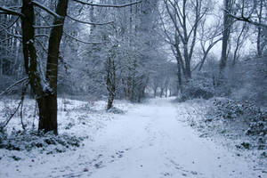 Snow stock 43