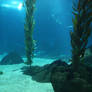 Aquarium Stock 14
