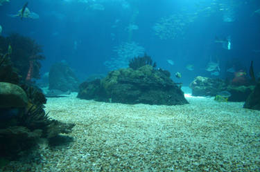 Aquarium Stock 19