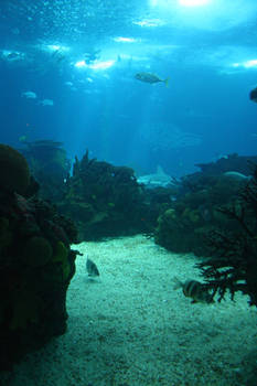 Aquarium Stock 23