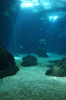 Aquarium Stock 24