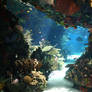 Aquarium Stock 28