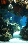 Aquarium Stock 30 by Malleni-Stock