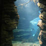 Aquarium Stock 31