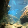 Aquarium Stock 32