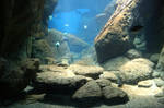 Aquarium Stock 33 by Malleni-Stock