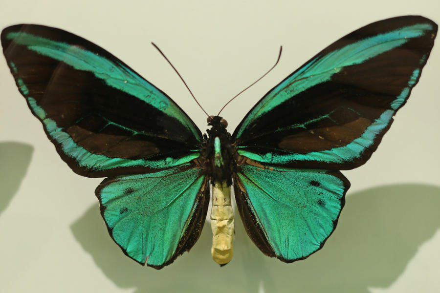 Butterfly Stock 33 (private use)