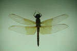 Dragonfly Stock by Malleni-Stock